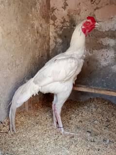 Heera Aseel Male For Sale Exchange Possible with other Bird