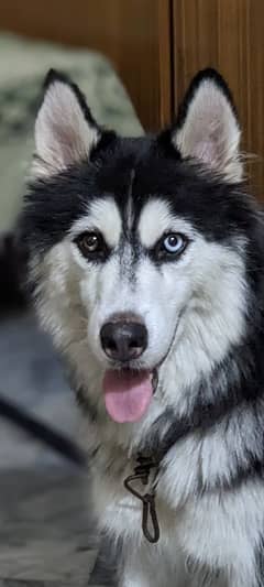100٪ Siberian husky female puppies available