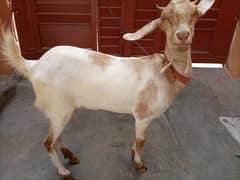 Bakri
