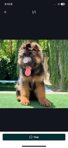 German Shepherd puppies 03255520926