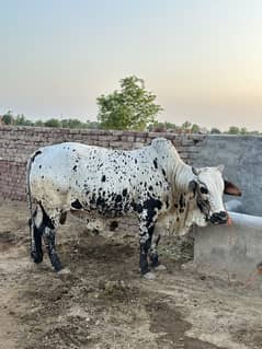 Male cow