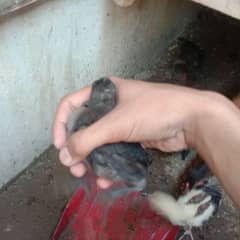 ayam cemaniChicks+1 assel breeder