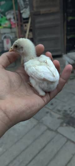 Aseel heera chicks