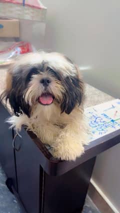 Shih