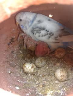 Budgies