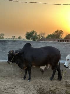 Male cow