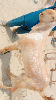 Qurbani bkry