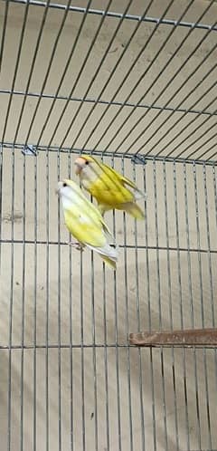 common lutino breeder pair with history for sale