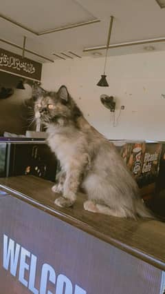 cat for sale