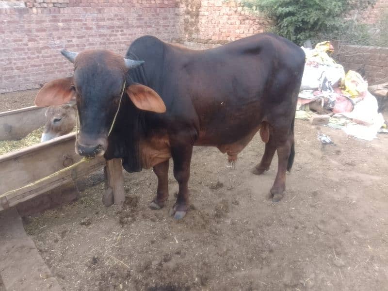 Pure Beetal andal Bakra Demand 200,000 7