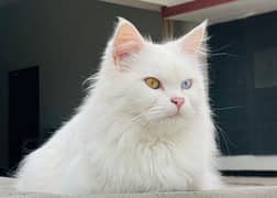 Persian Female Cat for Sale