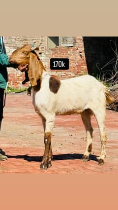 Do