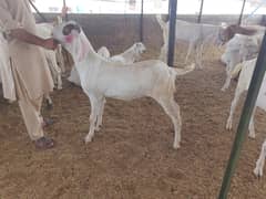 kurbani bakray