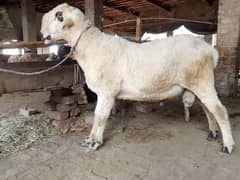 Chatra | Bakra | Goat | Sheep | 2 Dant | Male chatry