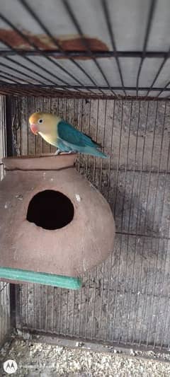 parblue