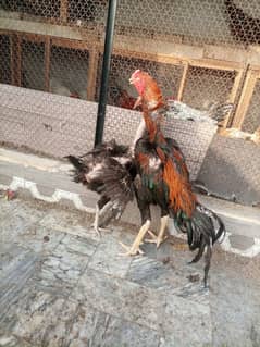 Aseel pure