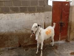 Eid