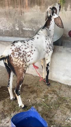 Desi Bakra for sale