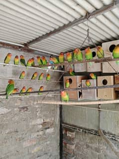 LOVE BIRDS BREEDER PAIRS 1500 per er pair with box