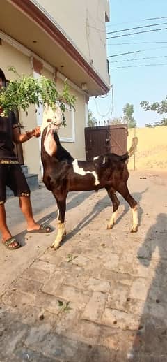 Bakra