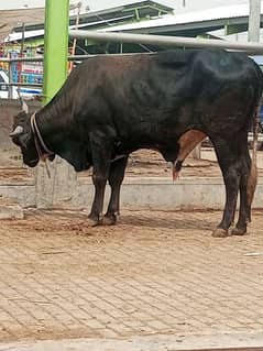 Qurbani bull for 2025