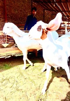 desi rajanpuri makhi cheena Bakra for sale