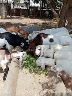 Bakra | bakry | Dumba | sheep | Chatra | Kajla | qurbani 2025