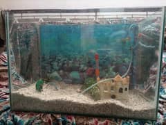Fish