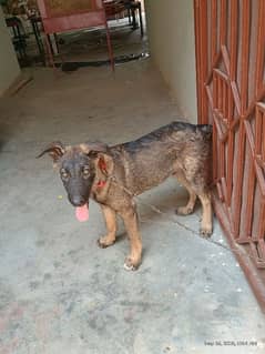 Balgien sheperd Dog for sale age 5 months vaccine ok