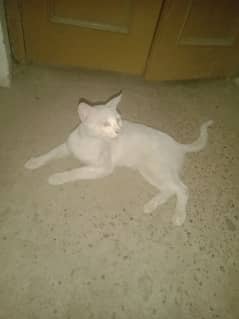 pure white cat