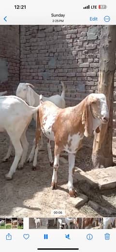 pure_Rajanpuri_2_dant_khassi_bakra