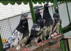 Dub waly Teddy Golden khaki pigeon available
