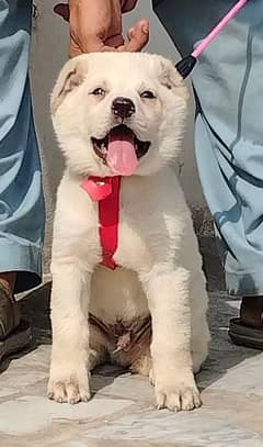 king Alabai puppies security Dog available for sale
