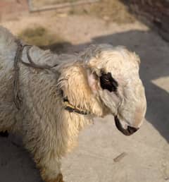 Mundra chatra /Qurbani Goat | Bakra | Sheep | bakra / بکرا / desi goat