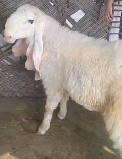 bakra