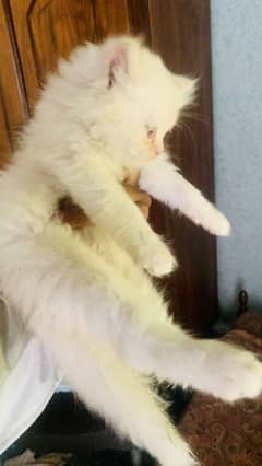 Persion cats