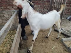 Bakray For Qurbani