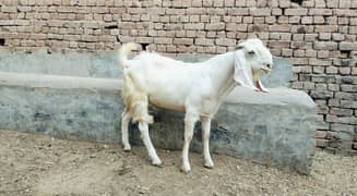 Gulabi