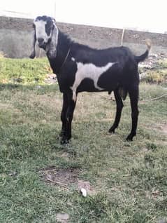 qurbani