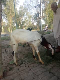 Bakry For Sell Qurabani(Eid E Qurba)