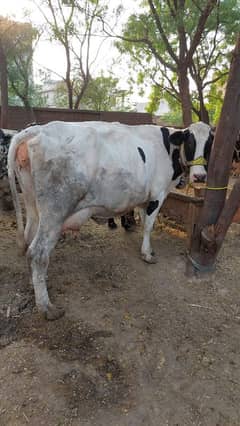 Cow, Buffalos, Whache For Qurbani