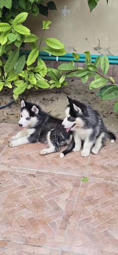 Alaskan Husky puppies