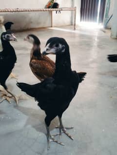 aseel Shamo female for sale