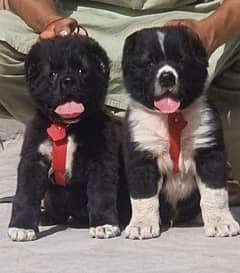king alabai dog for sale security dog male female 2 month