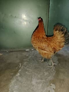3 total . 1 murga 2 lying hens