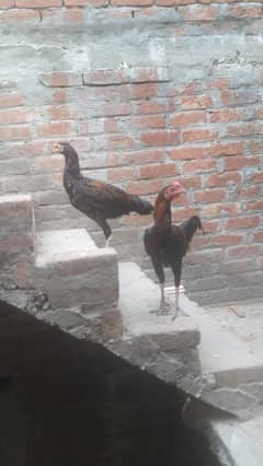 hens