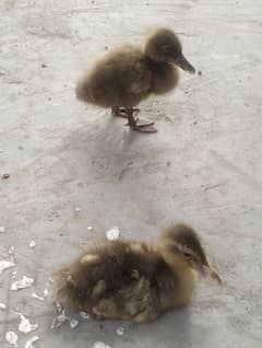 ducklings pair