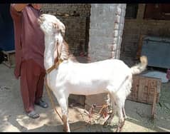 Makhi cheena | Desi goat | khasi Bakra | بکرا |Goats Qurbani