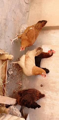 desi murghiyan for sale. eggs laying. weight 1.5 kg
