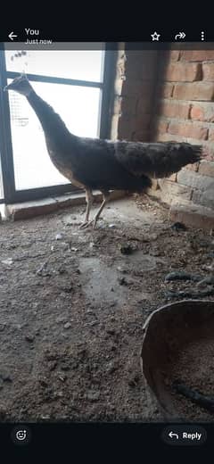 peacock dark brown colour female